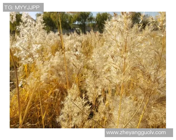 黄磊专访：畅谈网球生涯与成长历程的点滴回忆